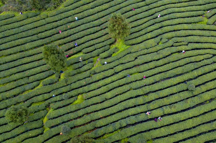 凤冈锌硒红茶（凤岗锌硒红茶）-硒宝网