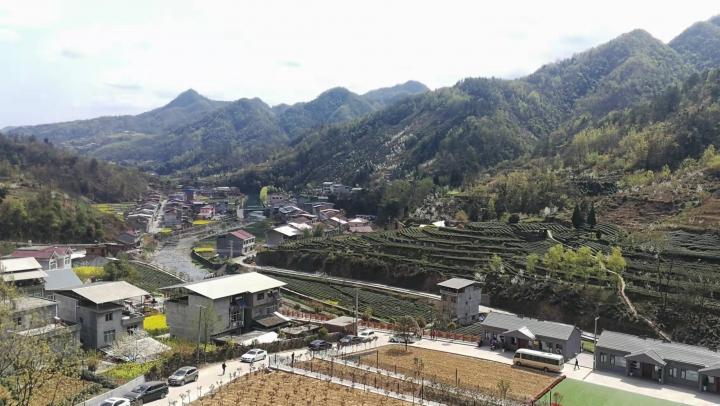 安康富硒茶陕茶一号(安康富硒经济新闻)-硒宝网