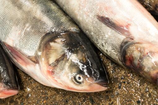 哪些人需要补硒元素(要补硒吗)-硒宝网