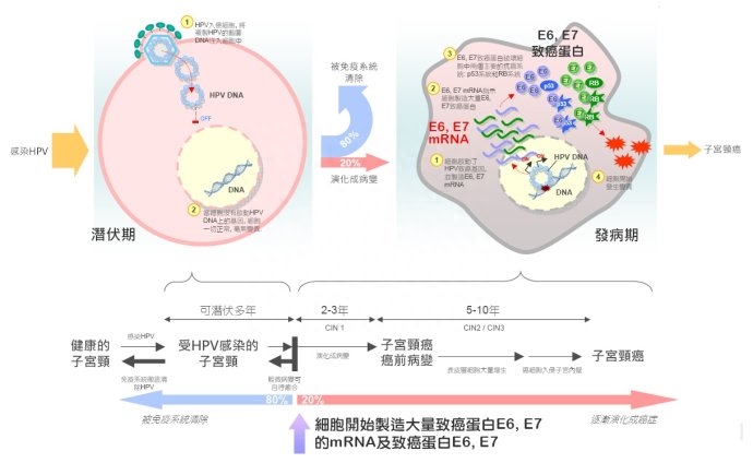 hpv可以补硒吗（补硒可以提高男性性功能吗）-硒宝网