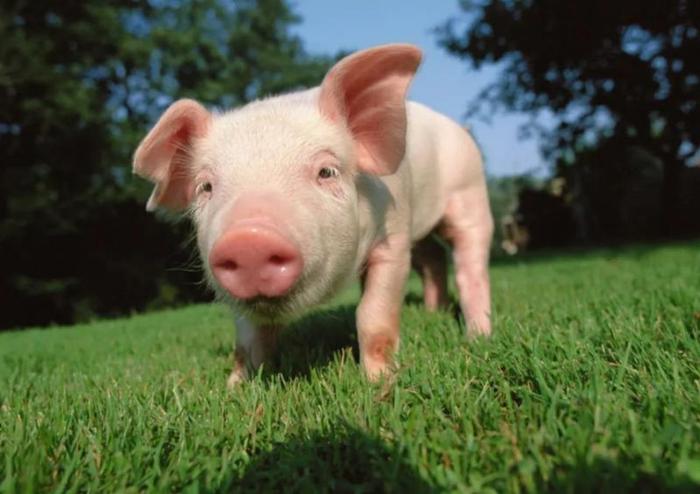 富硒农产品有哪些（富硒农业）-硒宝网