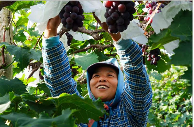 富硒种植技术(种植西瓜技术)-硒宝网