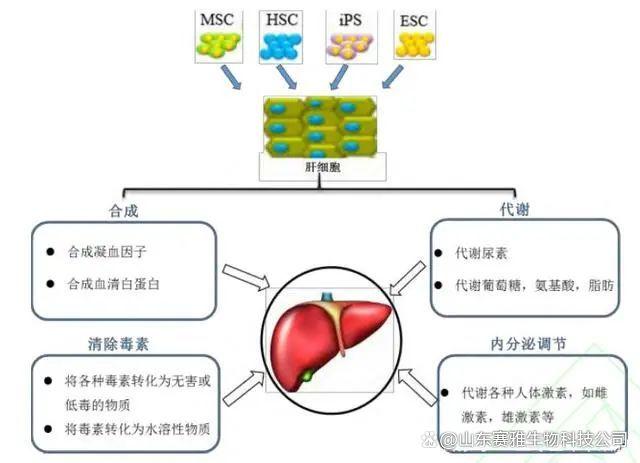 补硒对皮肤病有什么好处呢?(补硒对眼睛有哪些好处)-硒宝网