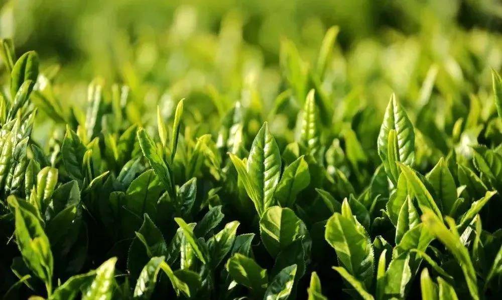 野生富硒茶是什么茶（富硒野生茶属于什么茶）-硒宝网