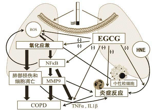 补硒对hpv有好处吗（hpv感染吃硒维康好使吗）-硒宝网