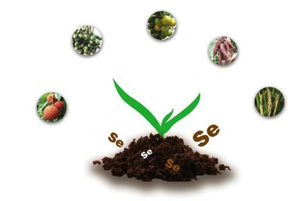 补硒吃什么东西比较好（吃硒补什么）-硒宝网