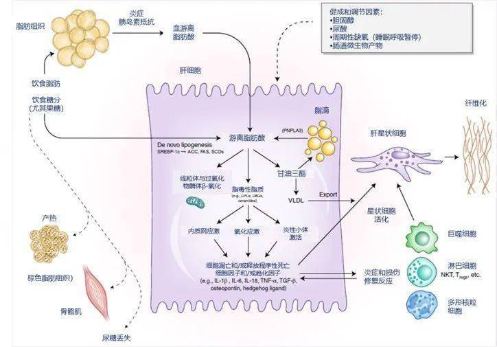 身体需要补硒吗（需要补硒么）-硒宝网