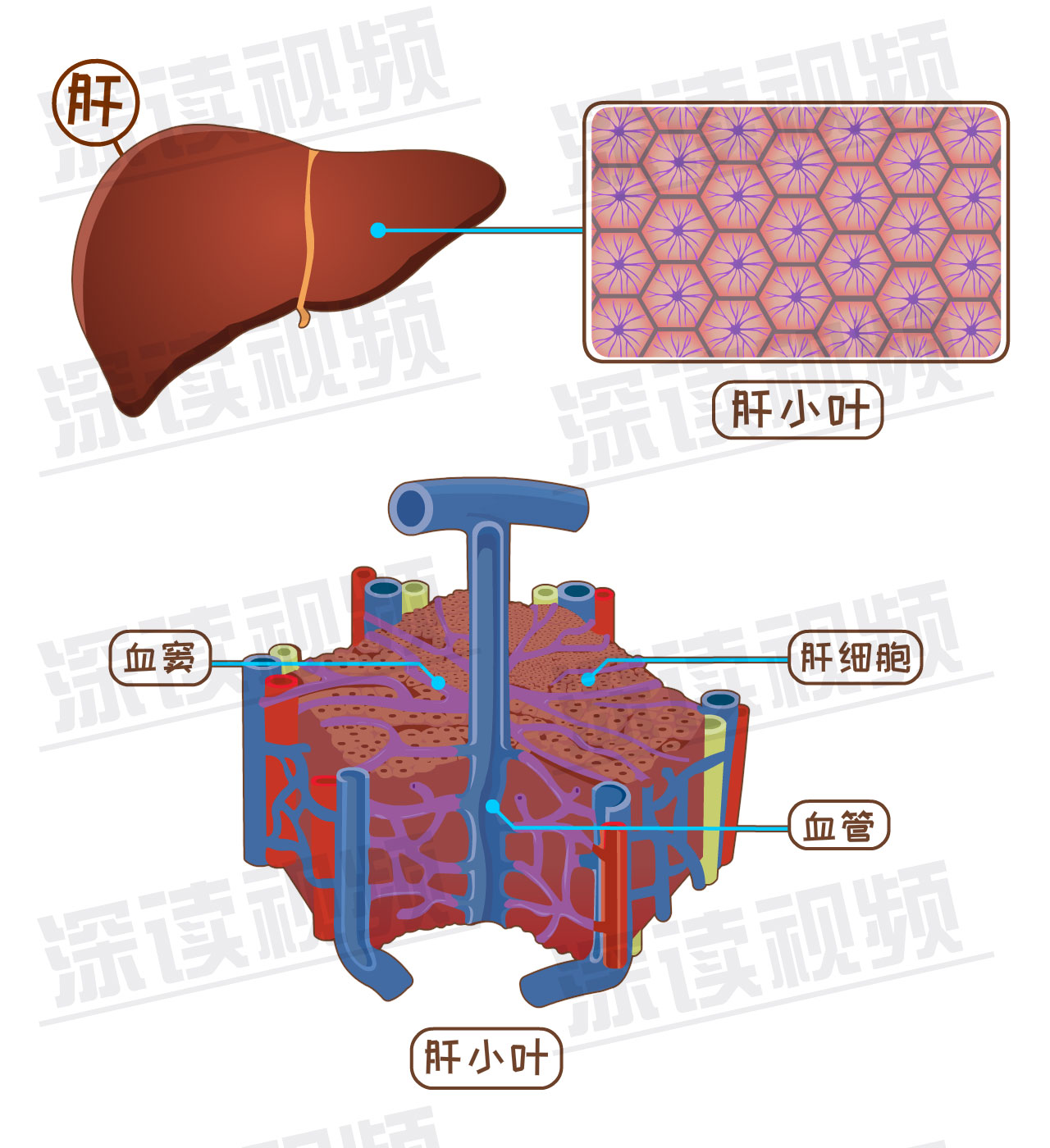 身体需要补硒吗（需要补硒么）-硒宝网