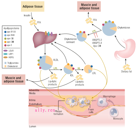 身体需要补硒吗（需要补硒么）-硒宝网