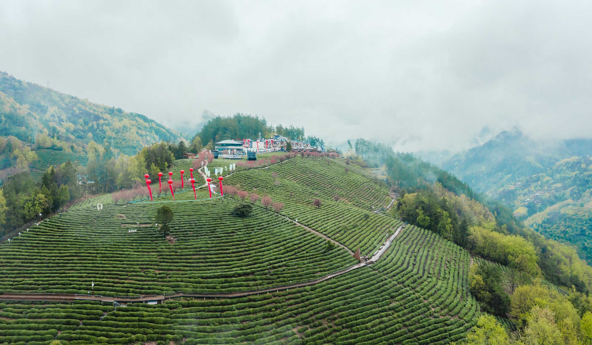 紫阳县富硒茶(紫阳富硒茶山)-硒宝网