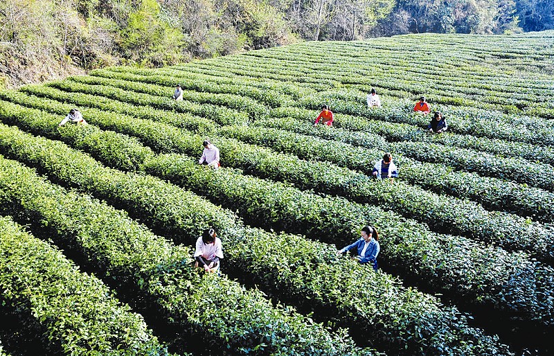 紫阳县富硒茶(紫阳富硒茶山)-硒宝网