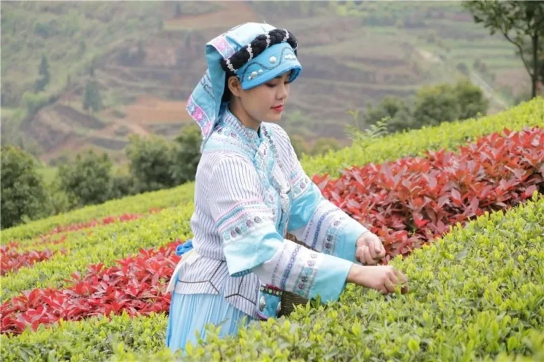 恩施富硒茶的制作过程（恩施富硒茶）-硒宝网