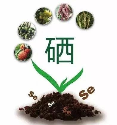 桥本甲状腺要补硒吗(桥本氏甲状腺炎补硒)-硒宝网