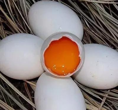 桥本甲状腺要补硒吗(桥本氏甲状腺炎补硒)-硒宝网