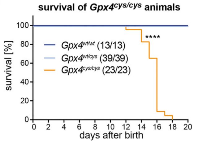 孕期可以补硒吗(什么东西可以补硒)-硒宝网