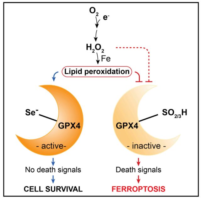 孕期可以补硒吗(什么东西可以补硒)-硒宝网