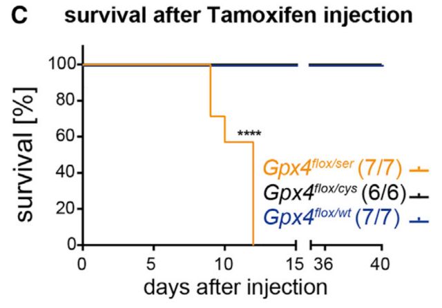 孕期可以补硒吗(什么东西可以补硒)-硒宝网