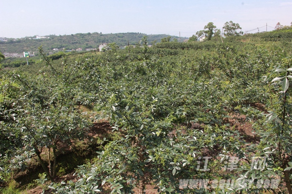 十大富硒地区(富硒城市)-硒宝网