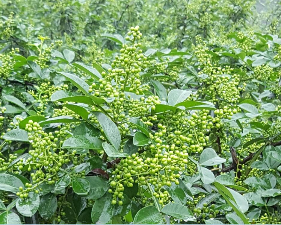 十大富硒地区(富硒城市)-硒宝网