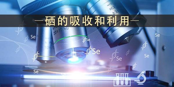 补硒片有用吗(补硒片的副作用)-硒宝网