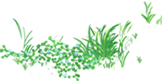 陕西富硒茶产地(陕南富硒茶叶)-硒宝网