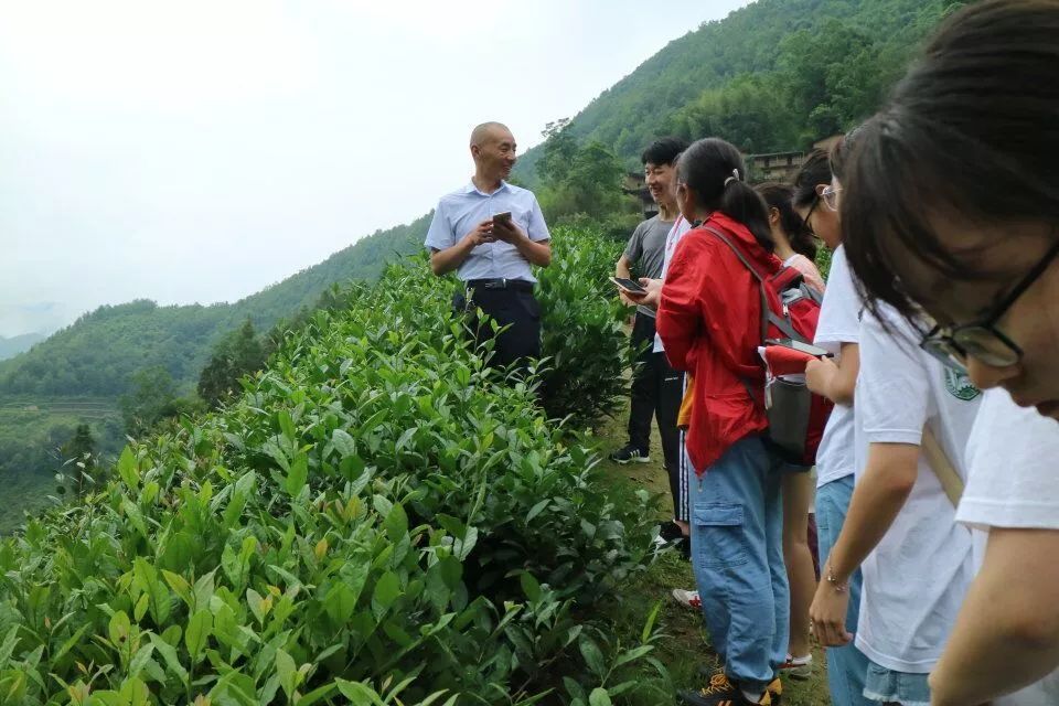 陕西富硒茶产地(陕南富硒茶叶)-硒宝网