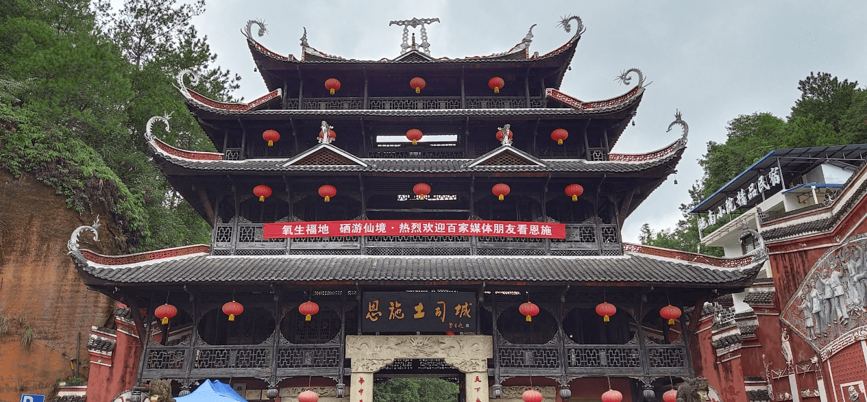 恩施富硒青钱柳(湖北恩施富硒青钱柳)-硒宝网