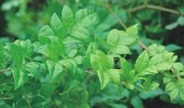 藤茶是不是茶(莓茶是藤茶吗)-硒宝网
