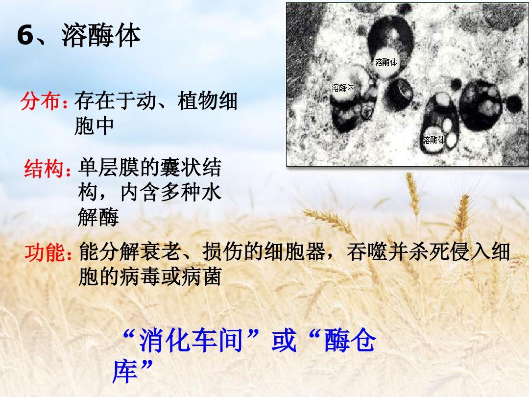 女人可以补硒吗(女人补硒一年后)-硒宝网