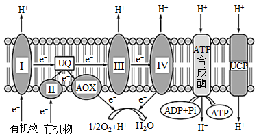 女人可以补硒吗(女人补硒一年后)-硒宝网