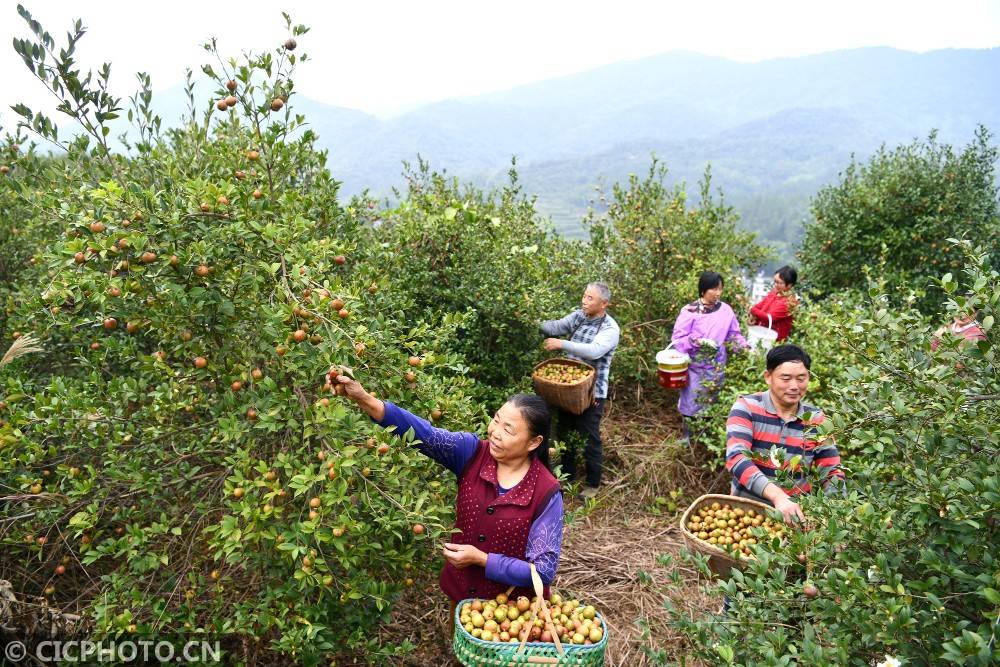 江西宜春富硒农产品有哪些（宜春富硒农业示范基地在哪）-硒宝网