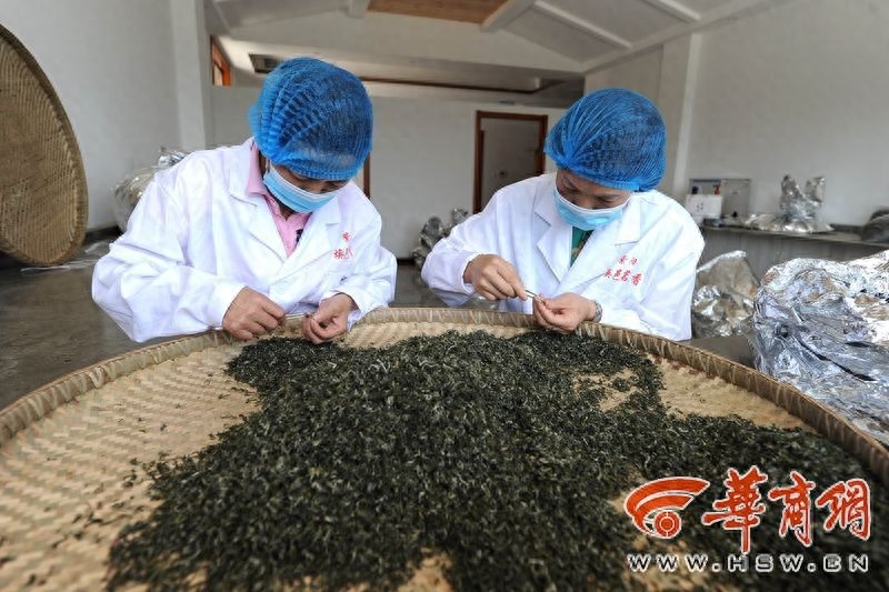 富硒紫阳茶多少钱一斤(紫阳富硒茶的制作过程)-硒宝网