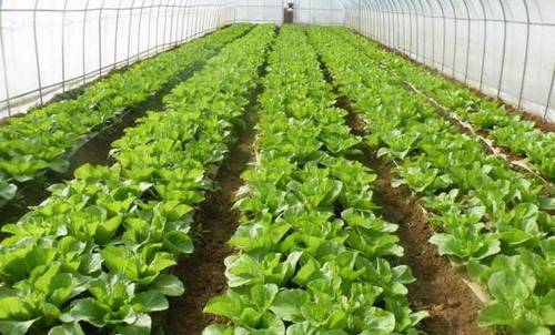 如何种植富硒的农作物(作物富硒技术)-硒宝网