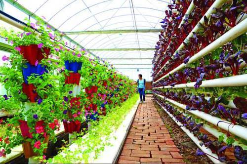 如何种植富硒的农作物(作物富硒技术)-硒宝网