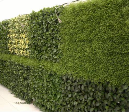 如何种植富硒的农作物(作物富硒技术)-硒宝网