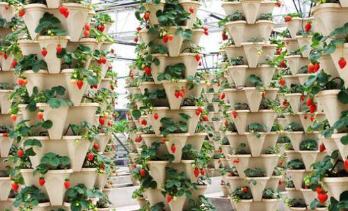 如何种植富硒的农作物(作物富硒技术)-硒宝网