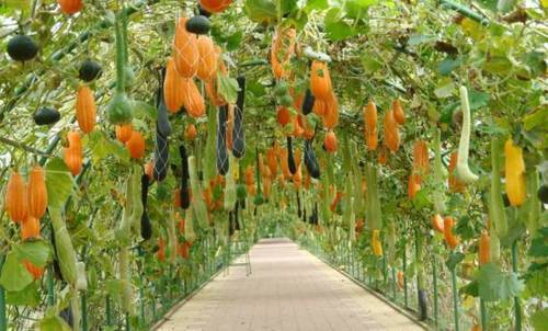 如何种植富硒的农作物(作物富硒技术)-硒宝网