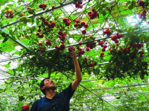 如何种植富硒的农作物(作物富硒技术)-硒宝网