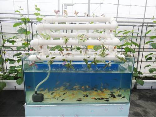 如何种植富硒的农作物(作物富硒技术)-硒宝网