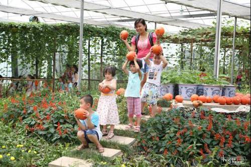 如何种植富硒的农作物(作物富硒技术)-硒宝网
