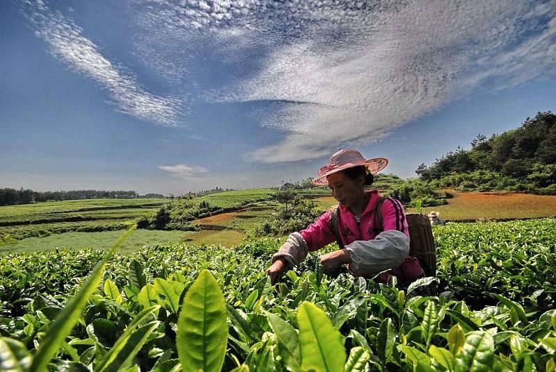 什么菜补硒效果最好(效果补菜好硒片有哪些)-硒宝网