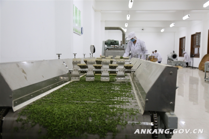 恩施硒茶的作用（恩施硒茶的功效）-硒宝网