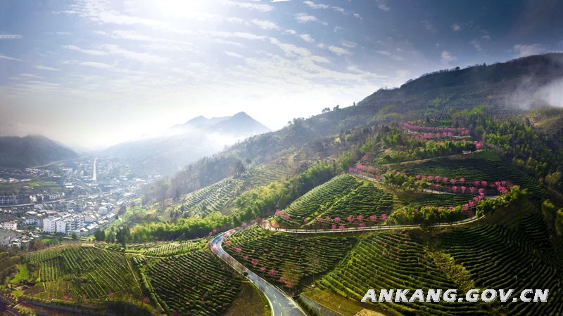 恩施硒茶的作用（恩施硒茶的功效）-硒宝网