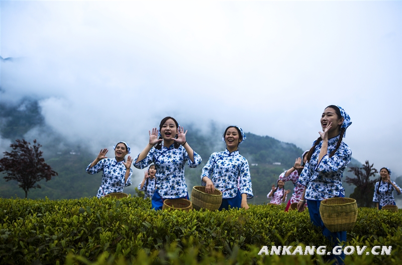 恩施硒茶的作用（恩施硒茶的功效）-硒宝网