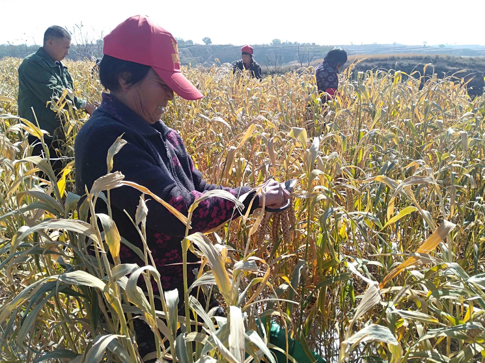 如何种植富硒的农作物（富硒农业种植的三大特点）-硒宝网