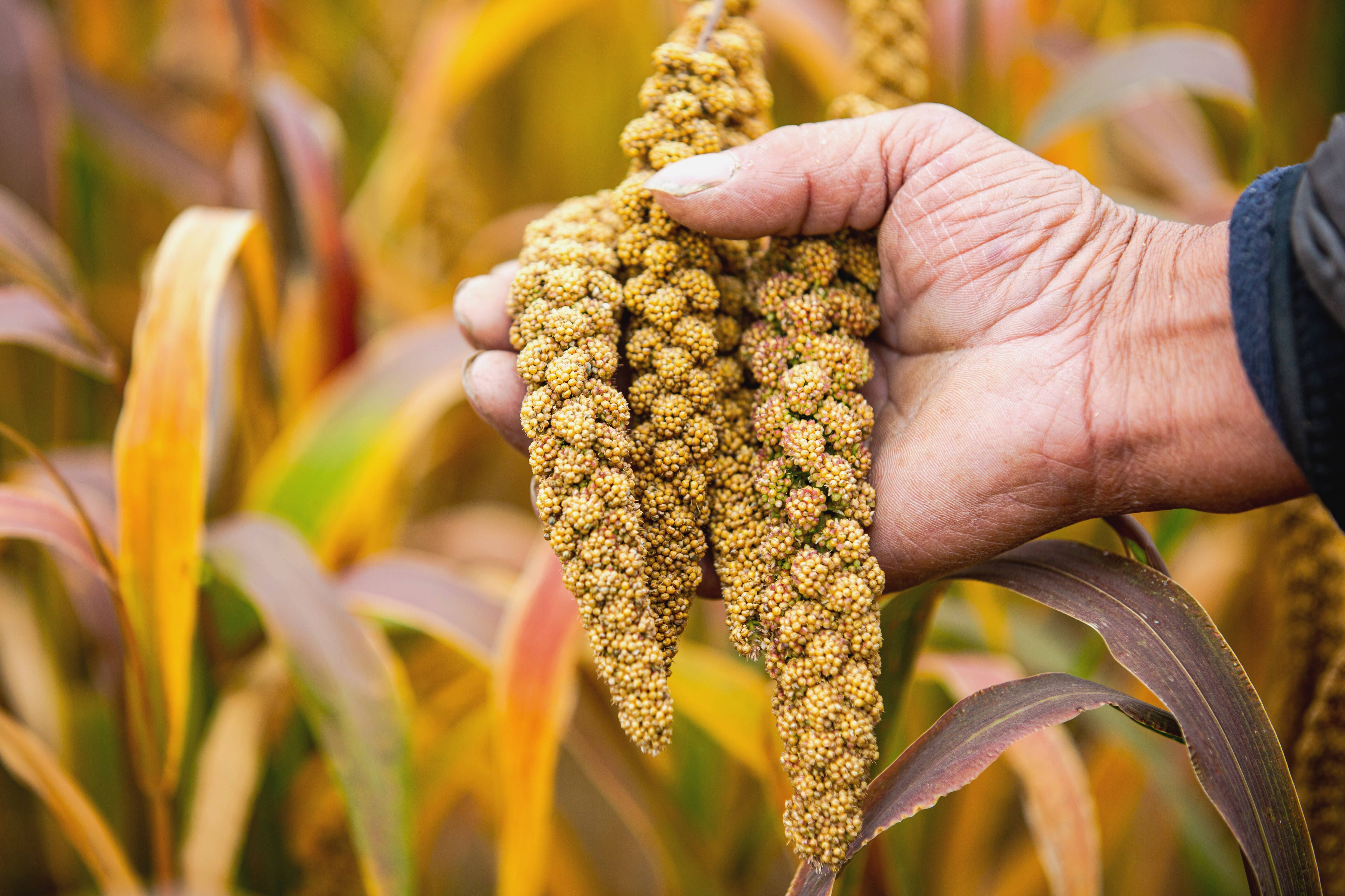 如何种植富硒的农作物（富硒农业种植的三大特点）-硒宝网