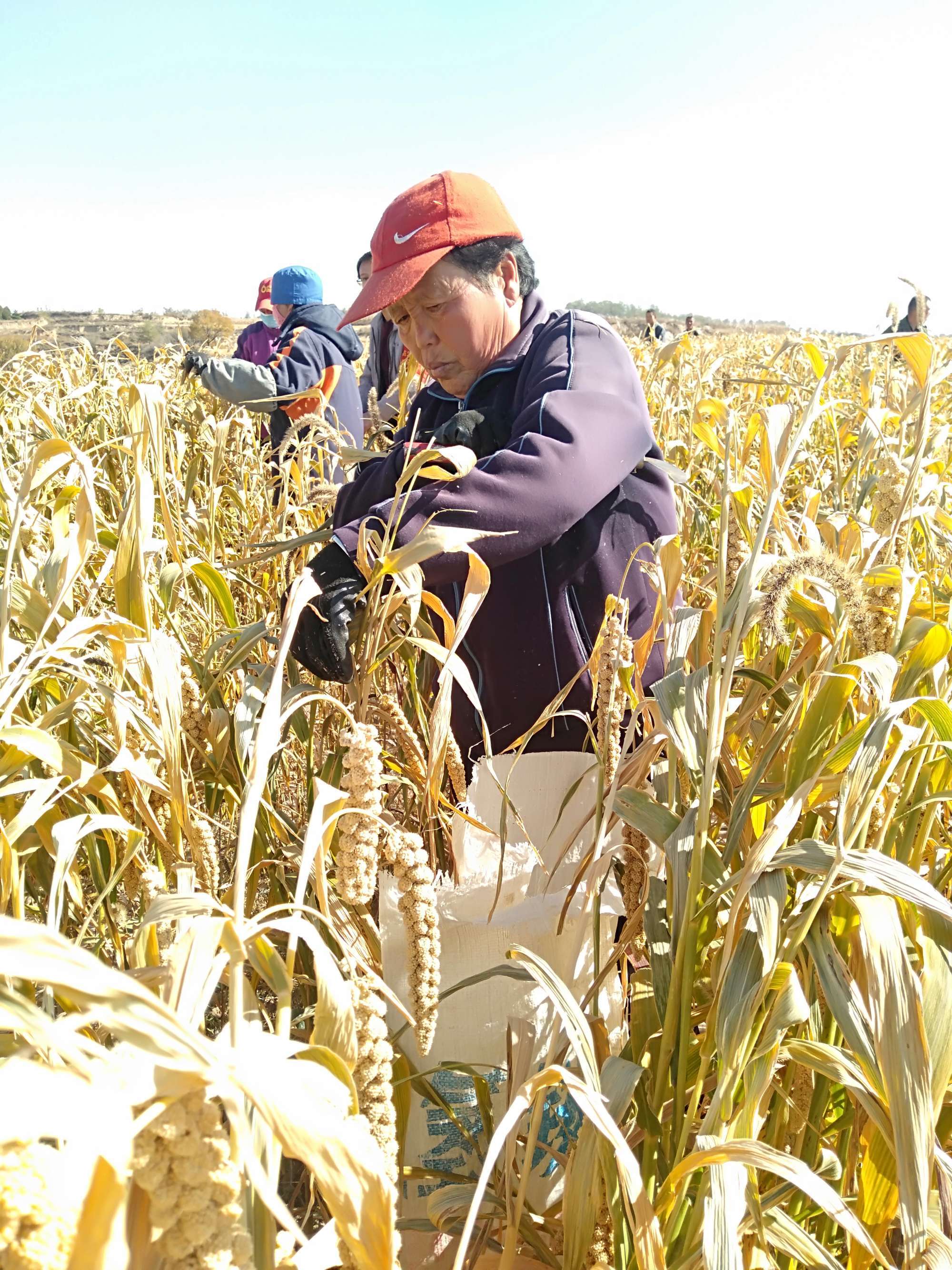 如何种植富硒的农作物（富硒农业种植的三大特点）-硒宝网