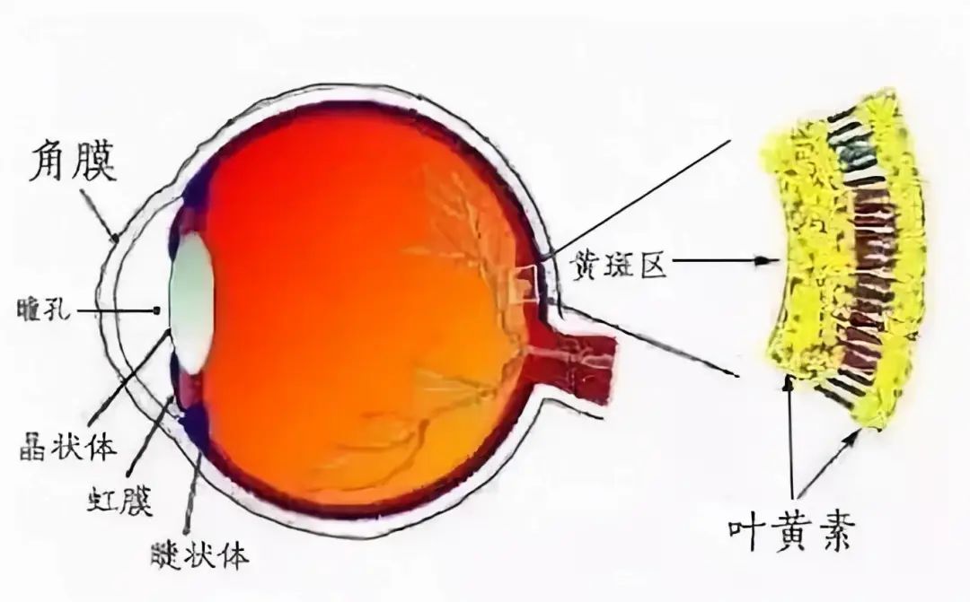 黄斑病变能补充硒吗（眼睛黄斑病变能治愈吗）-硒宝网