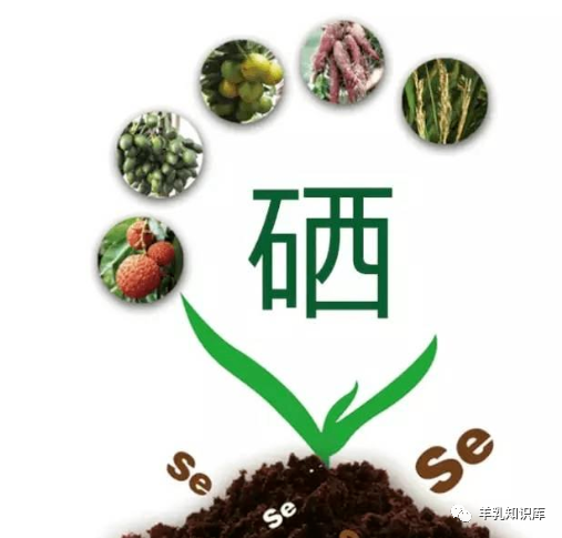 血脂高可以补硒吗（补硒可以治疗痛风吗）-硒宝网