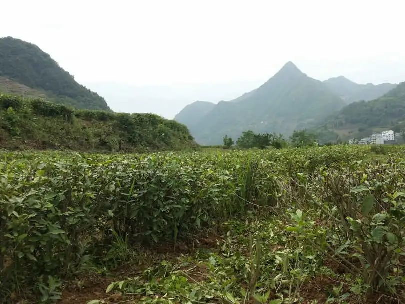 安康市富硒产品有哪些(安康富硒产业)-硒宝网